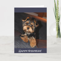 Niedlicher Yorkshire-Terrier, alles Gute zum