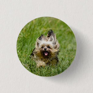 Niedlicher Yorkshire Terrier, der durch Gras läuft Button