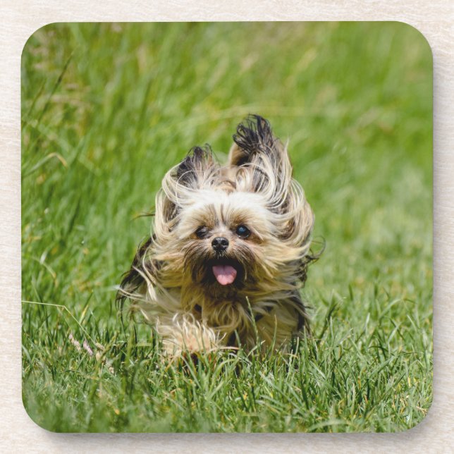 Niedlicher Yorkshire Terrier, der durch Gras läuft Getränkeuntersetzer (Vorderseite)