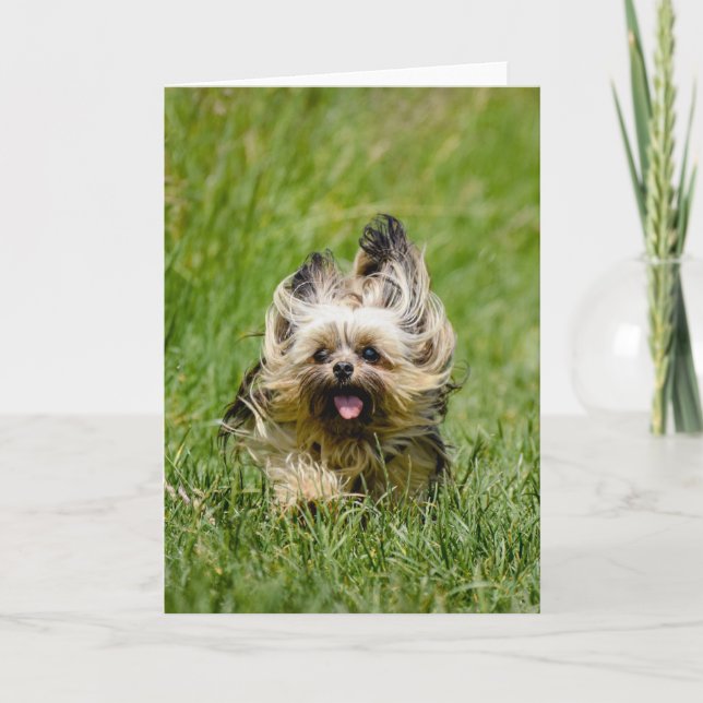 Niedlicher Yorkshire Terrier, der durch Gras läuft Karte (Vorderseite)