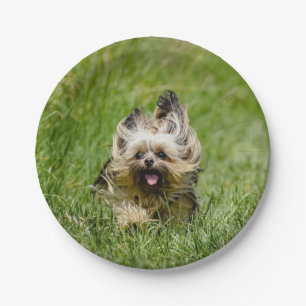 Niedlicher Yorkshire Terrier, der durch Gras läuft Pappteller