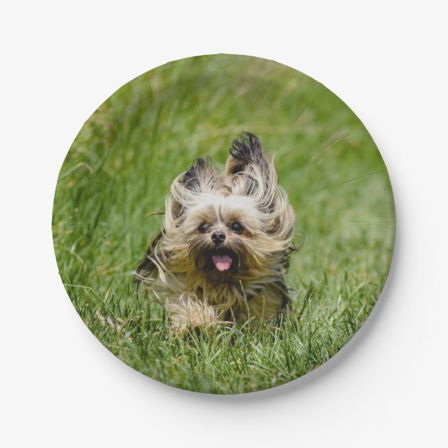 Niedlicher Yorkshire Terrier, der durch Gras läuft Pappteller (Vorderseite)