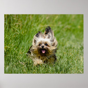 Niedlicher Yorkshire Terrier, der durch Gras läuft Poster
