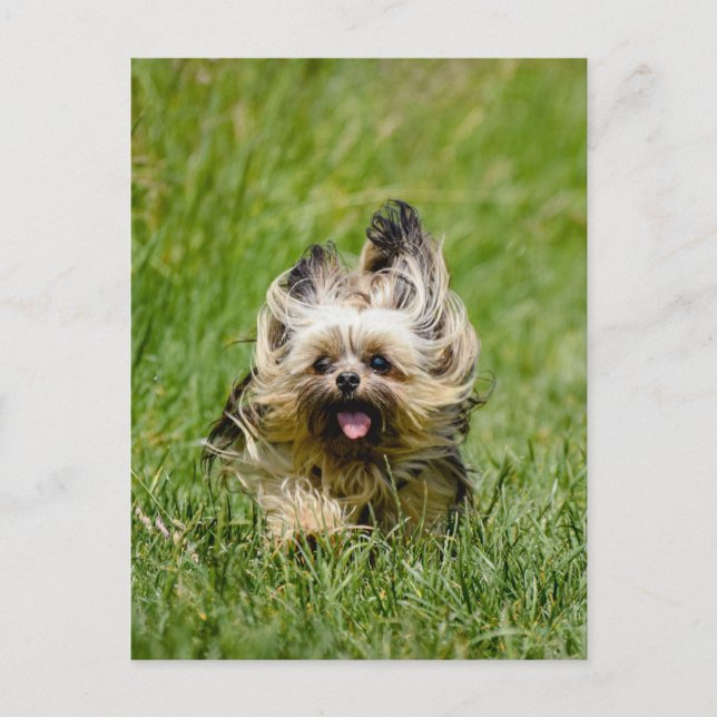 Niedlicher Yorkshire Terrier, der durch Gras läuft Postkarte (Vorderseite)