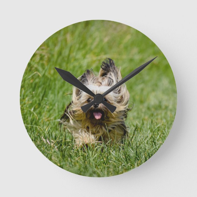 Niedlicher Yorkshire Terrier, der durch Gras läuft Runde Wanduhr (Vorderseite)