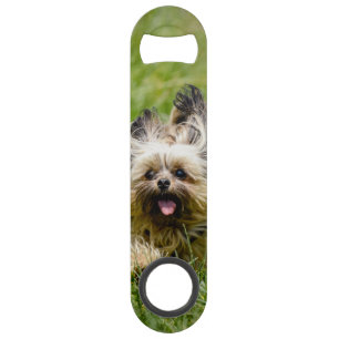 Niedlicher Yorkshire Terrier, der durch Gras läuft Speed Flaschenöffner