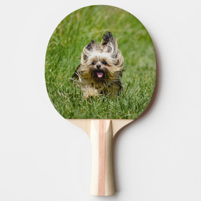Niedlicher Yorkshire Terrier, der durch Gras läuft Tischtennis Schläger (Vorderseite)