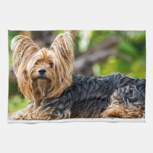 Niedlicher Yorkshire Terrier Dog im Garten Geschirrtuch
