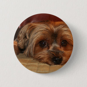 Niedlicher Yorkshire-Terrier-Hund Button