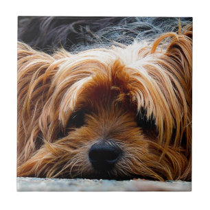Niedlicher Yorkshire-Terrier-Hund Fliese