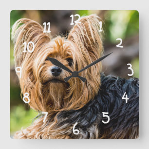 Niedlicher Yorkshire-Terrier-Hund im Garten Quadratische Wanduhr