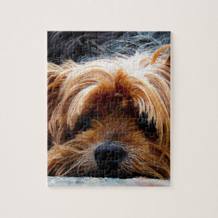 Niedlicher Yorkshire-Terrier-Hund Puzzle