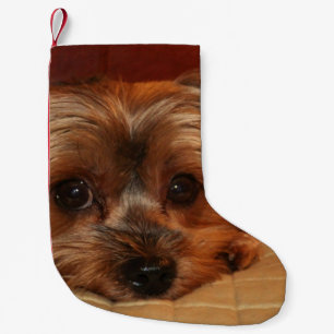 Niedlicher Yorkshire-Terrier-Welpe Kleiner Weihnachtsstrumpf
