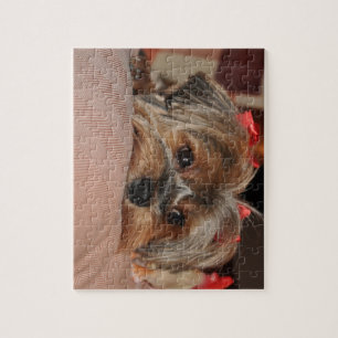 Niedlicher Yorkshire-Terrier Yorkie mit roten Puzzle