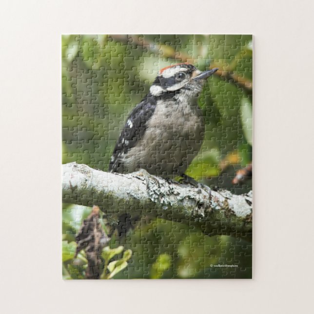 Niedlicher Young Downy Woodpecker im Birnbaum Puzzle (Vertikal)