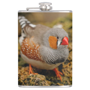Niedlicher Zebra Finch Songbird auf den Felsen Flachmann