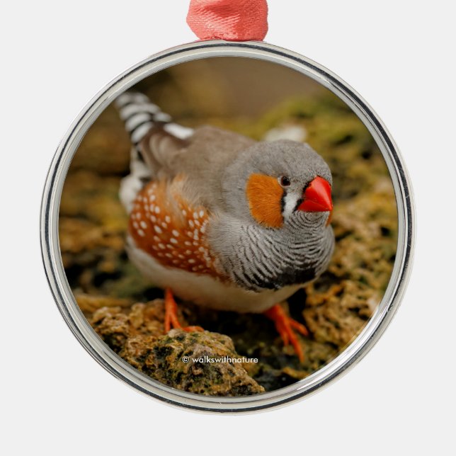 Niedlicher Zebra Finch Songbird auf den Felsen Silbernes Ornament (Vorne)