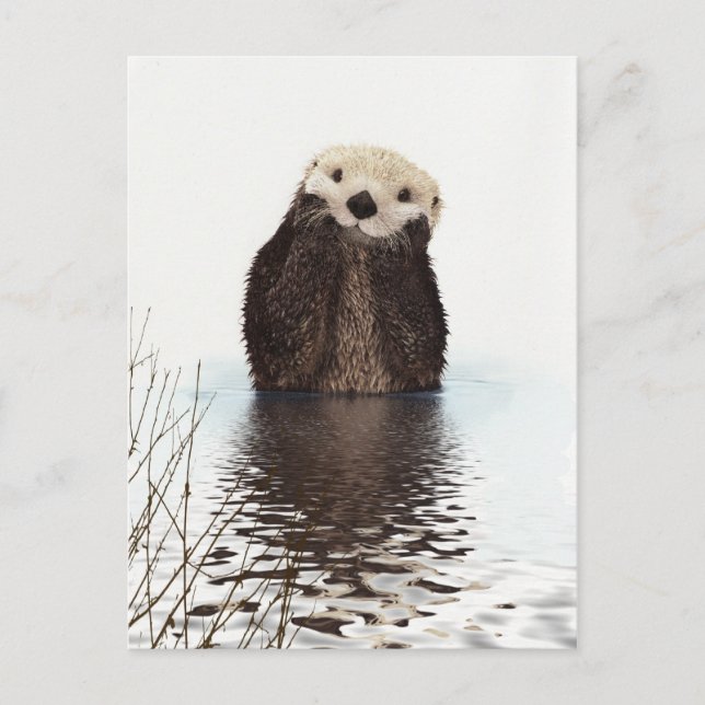 Niedliches Adorable Fluffy Otter Animal Postkarte (Vorderseite)