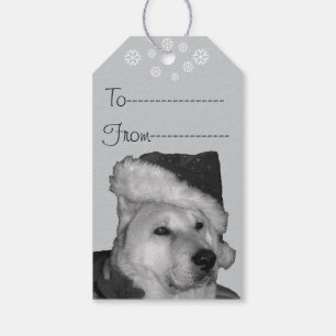 Niedliches Akita im roten Geschenkanhänger