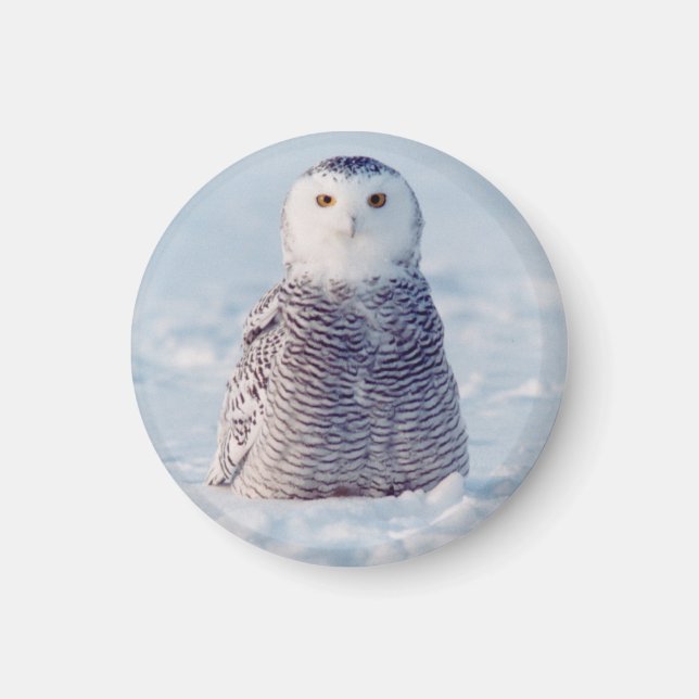 Niedliches Alaska Arctic Snowy Owl Foto Magnet (Vorne)