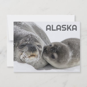 Niedliches Alaska Baby Siegel und Mama Postkarte