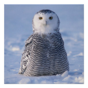 Niedliches Alaska Winter Snowy Owl Foto entworfen Poster