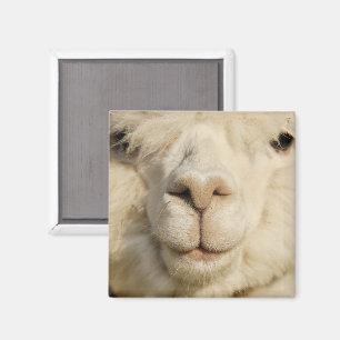 Niedliches Alpaca-Gesicht Nah-up Magnet