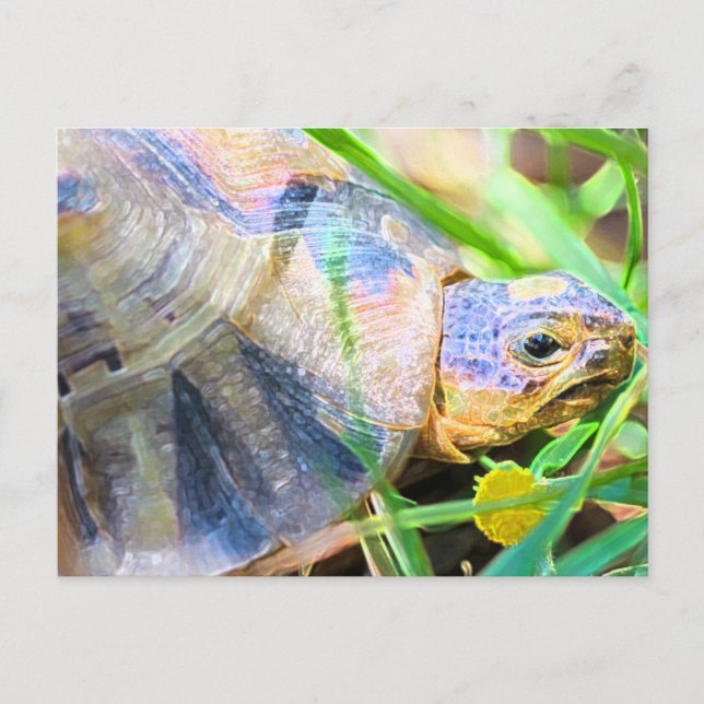 Niedliches Angulate Tortoise Südafrika Details Postkarte (Vorderseite)