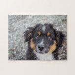 Niedliches Australisches Schuhherd-Welpenportrait Puzzle<br><div class="desc">Niedliches australisches Welpenfotografie-Puzzle.Fügen Sie diesem Design Ihre benutzerdefinierte Formulierung hinzu, indem Sie die "Bearbeiten Sie diese Designvorlage"-Felder auf der rechten Seite des Elements verwenden, oder klicken Sie auf die blaue Schaltfläche "Anpassen Sie es", um den Text zu ordnen, die Schriftart und Farben zu ändern, und fügen Sie diesem Design zusätzliche...</div>
