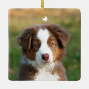 Niedliches australisches Shepherd Dog Puppy Foto P Keramikornament