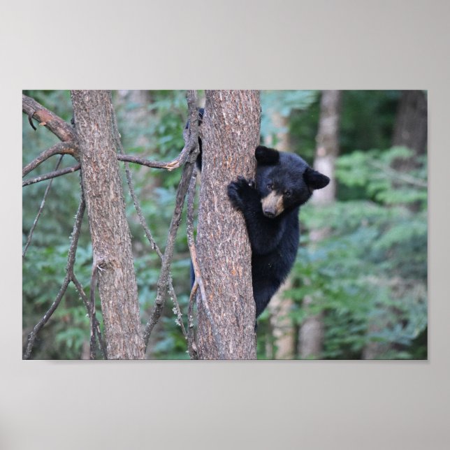 Niedliches Baby Black Bar Cube im Foto Tree Poster (Vorne)