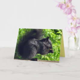 Niedliches Baby Black Eichhörnchen essen Samen Nat Karte