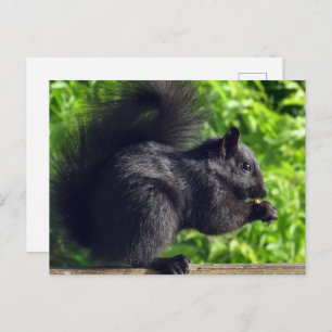 Niedliches Baby Black Eichhörnchen essen Samen Nat Postkarte