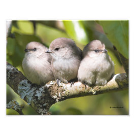 Niedliches Baby Bushtit Songbird im Birnbaum Fotodruck