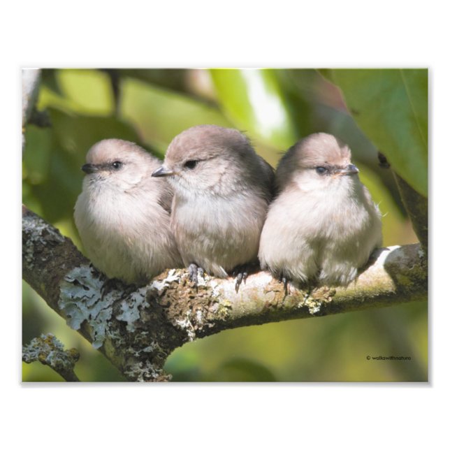 Niedliches Baby Bushtit Songbird im Birnbaum Fotodruck (Vorne)