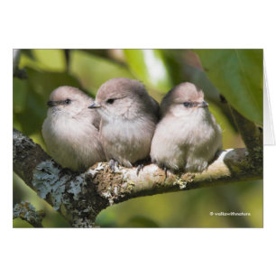 Niedliches Baby Bushtit Songbirds in der Birnenkar