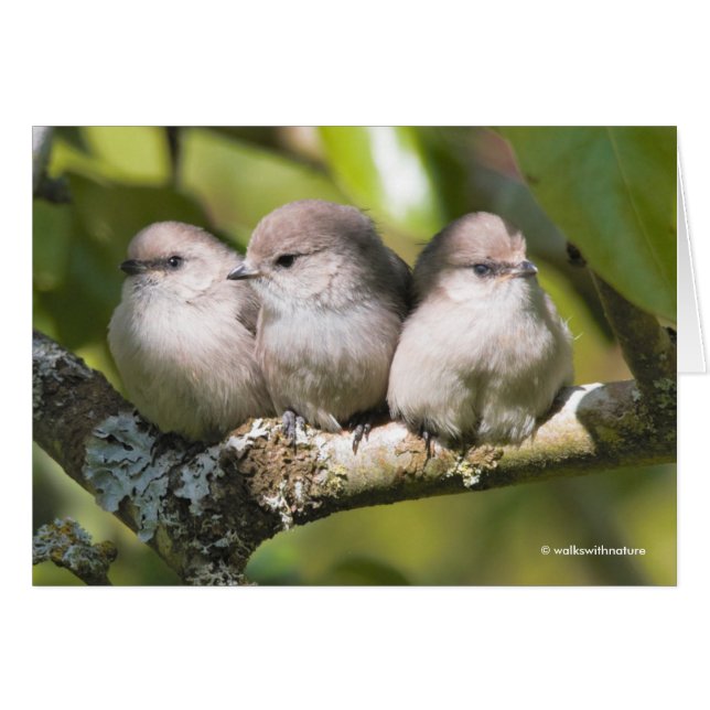 Niedliches Baby Bushtit Songbirds in der Birnenkar (Vorderseite (Horizontal))