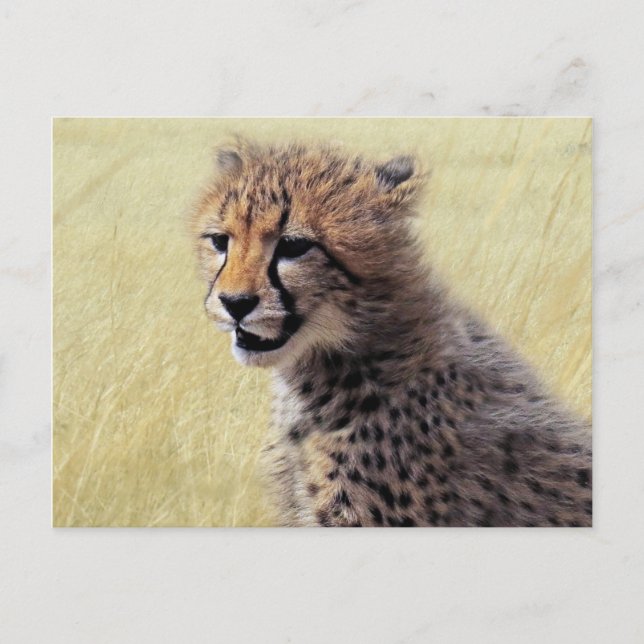 Niedliches Baby Cheetah Cub Postkarte (Vorderseite)