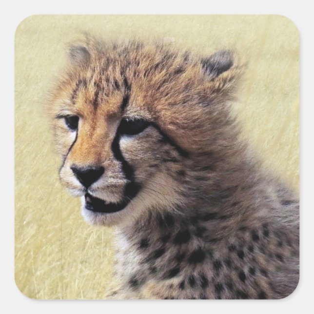 Niedliches Baby Cheetah Cub Quadratischer Aufkleber (Vorderseite)