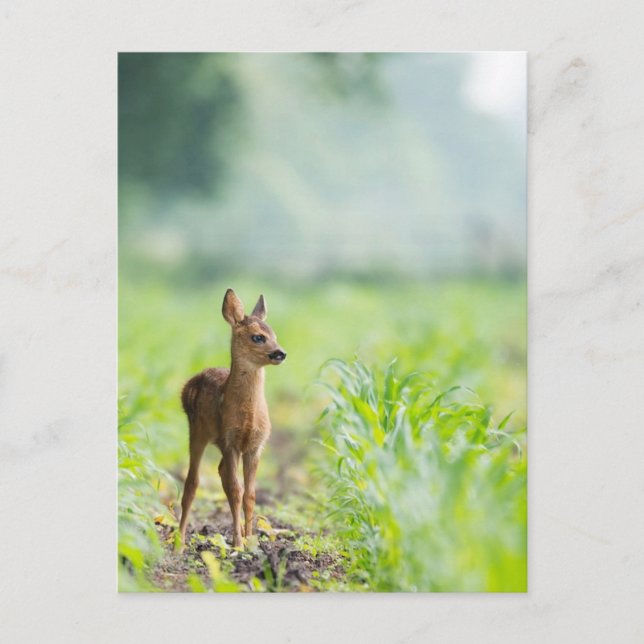Niedliches Baby Deer Fawn in Gras Naturfotografie Postkarte (Vorderseite)