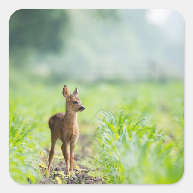 Niedliches Baby Deer Fawn in Gras Naturfotografie Quadratischer Aufkleber (Vorderseite)