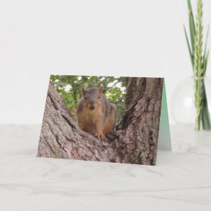 Niedliches Baby-Eichhörnchen im Baum Leer Karte