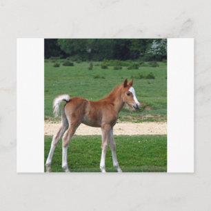 Niedliches Baby Foal Destinable Geschenke Springti Postkarte