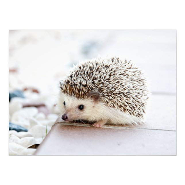 Niedliches Baby Igel Tier Fotodruck (Vorne)