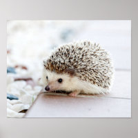 Niedliches Baby Igel Tier