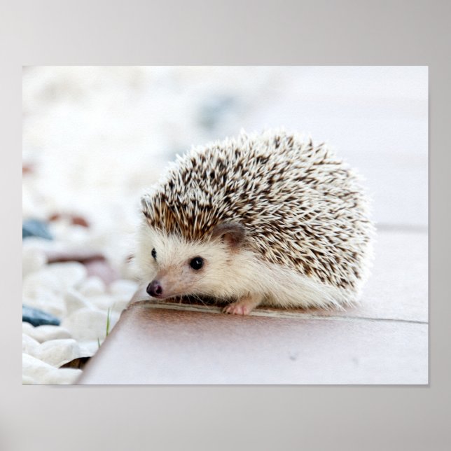 Niedliches Baby Igel Tier Poster (Vorne)