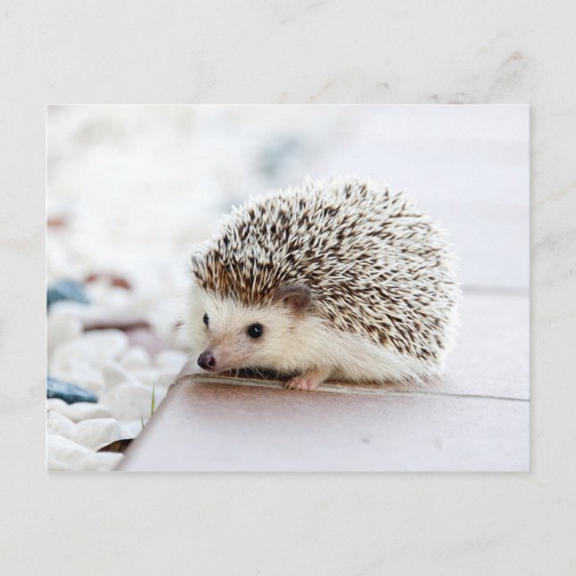 Niedliches Baby Igel Tier Postkarte (Vorderseite)