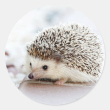 Niedliches Baby Igel Tier