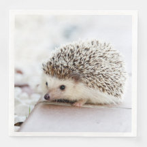 Niedliches Baby Igel Tier