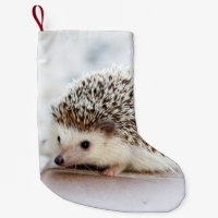 Niedliches Baby-Igels-Tier
